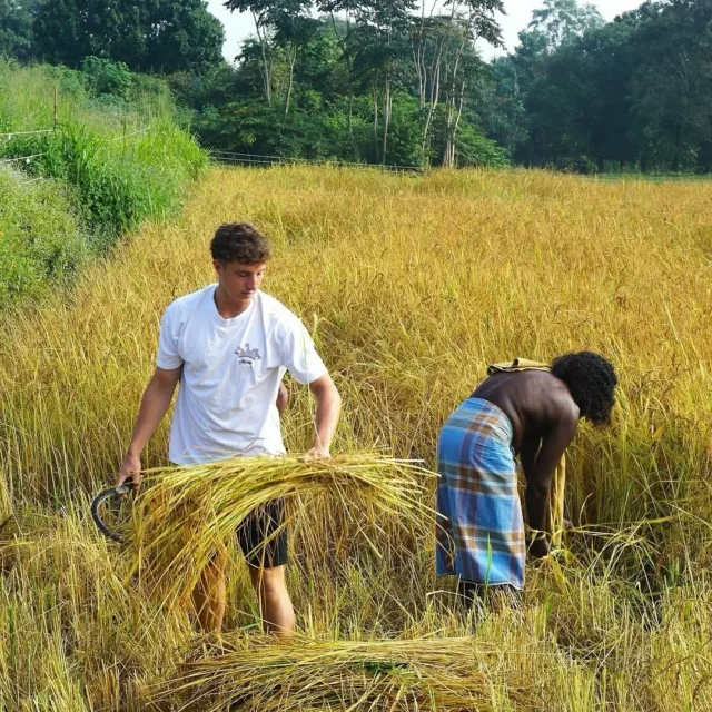Une Saison Sacrée au Sri Lanka 🇱🇰

Plongez au cœur de la saison du Maha avec @thefabulousgetaway, votre partenaire DMC au Sri Lanka, @virtuosoltd et @serandipians.

De octobre à janvier, les pluies redonnent vie aux paysages du nord et de l’est, tandis que les agriculteurs cultivent les rizières avec un soin transmis de génération en génération.

Ici, la récolte est bien plus qu’un travail agricole : c’est un rituel sacré.

Cette année, @wildglampinggaloya s’est associé à la communauté autochtone pour célébrer la dernière moisson — non pas seulement pour récolter, mais pour préserver un héritage vivant.

@thefabulousgetaway est fier de soutenir ceux qui protègent l’âme et les traditions du Sri Lanka.

#MahaSeason #SriLanka #CultureVivante #VoyageResponsable #thefabulousgetaway 
#RListParis #TFG #WildGlampingGalOya #SriLanka #PaddyFields #CulturalHeritage #SustainableTravel #RitualsOfTheEarth